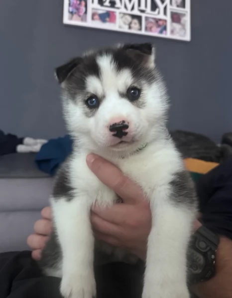 deliziosi cuccioli di Husky per adozione | Foto 4