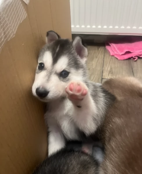 deliziosi cuccioli di Husky per adozione