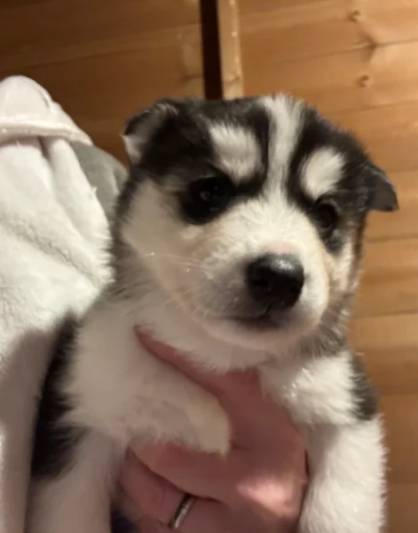 deliziosi cuccioli di Husky per adozione | Foto 4