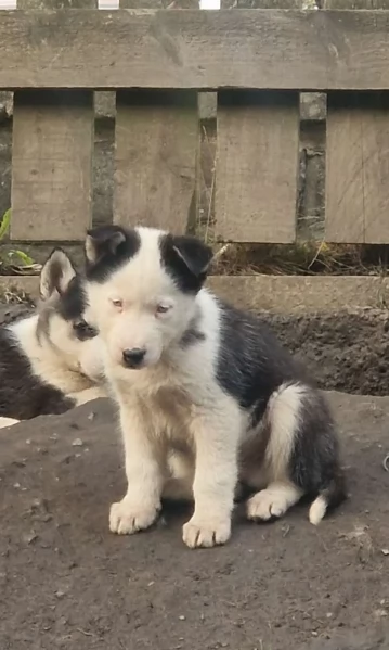 deliziosi cuccioli di Husky per adozione | Foto 3