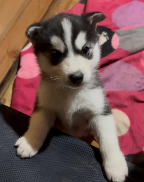 deliziosi cuccioli di Husky per adozione | Foto 1