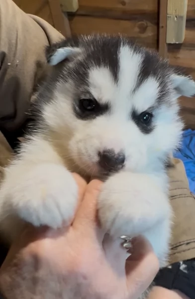 deliziosi cuccioli di Husky per adozione | Foto 0