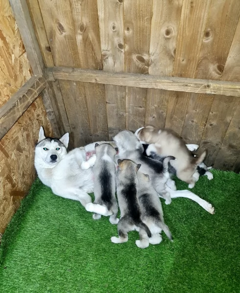 deliziosi cuccioli di Husky per adozione | Foto 6