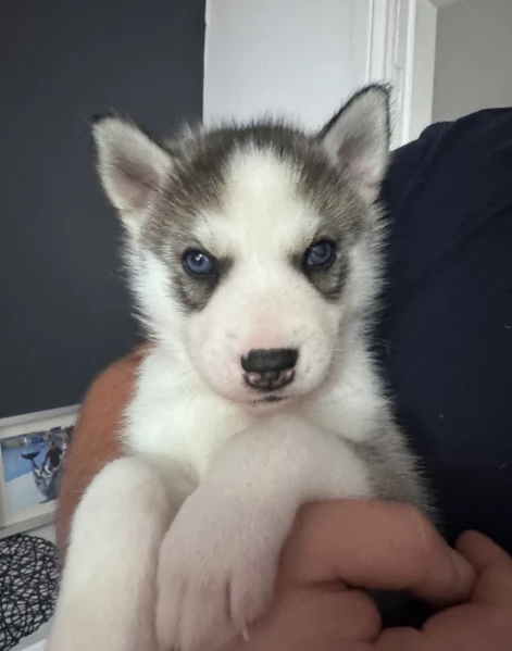 deliziosi cuccioli di Husky per adozione | Foto 2