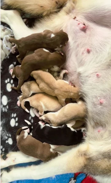 deliziosi cuccioli di Husky per adozione | Foto 2