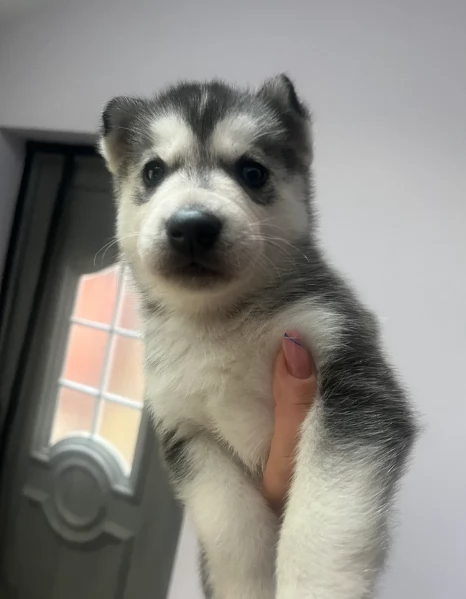 deliziosi cuccioli di Husky per adozione | Foto 1