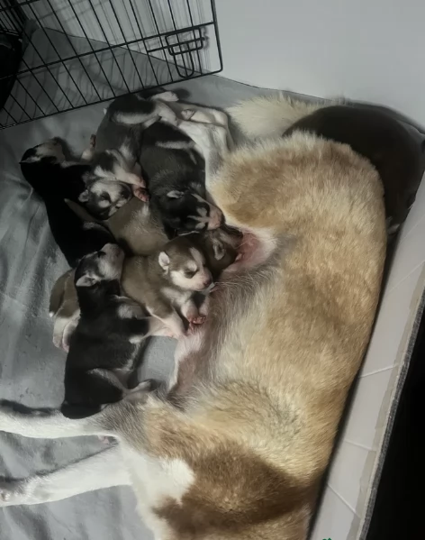 deliziosi cuccioli di Husky per adozione | Foto 0