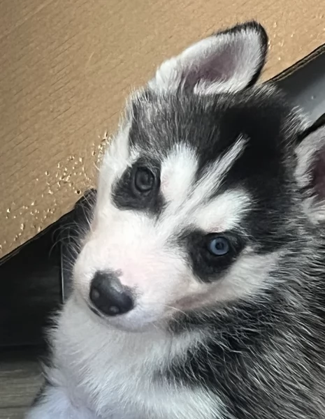 deliziosi cuccioli di Husky per adozione