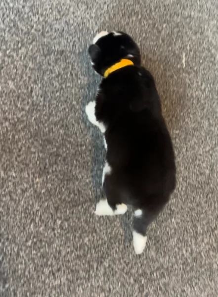 deliziosi cuccioli di Husky per adozione | Foto 5