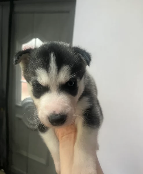 deliziosi cuccioli di Husky per adozione | Foto 4