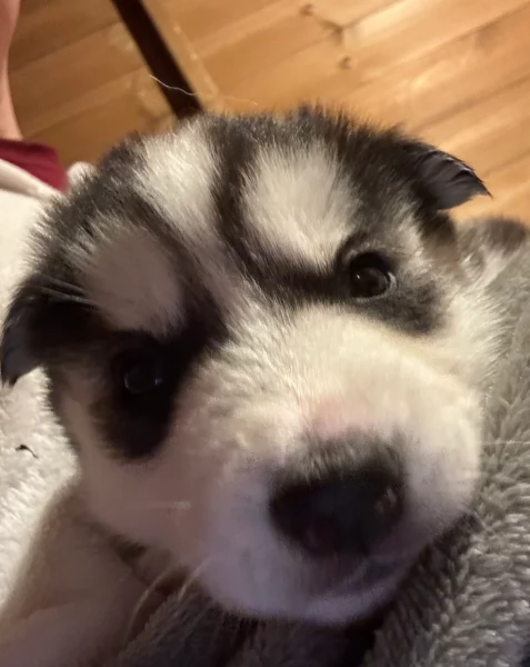 deliziosi cuccioli di Husky per adozione | Foto 5