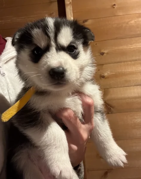 deliziosi cuccioli di Husky per adozione | Foto 2