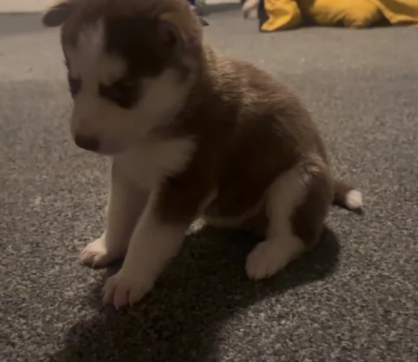 deliziosi cuccioli di Husky per adozione