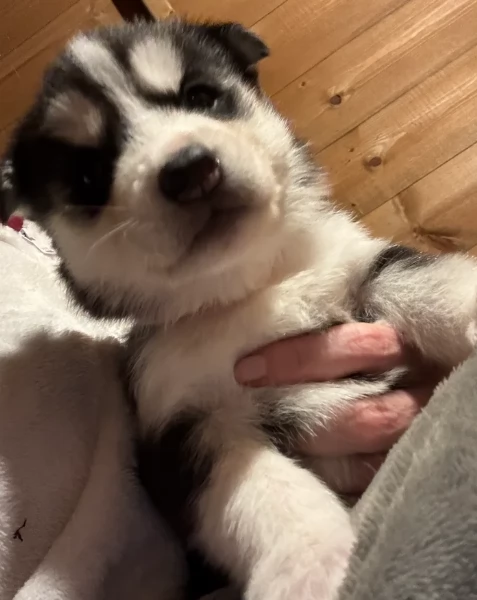 deliziosi cuccioli di Husky per adozione | Foto 0