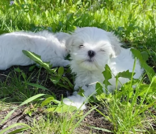 deliziosi cuccioli di Maltes maschio e femmina disponibiliper adozione | Foto 3
