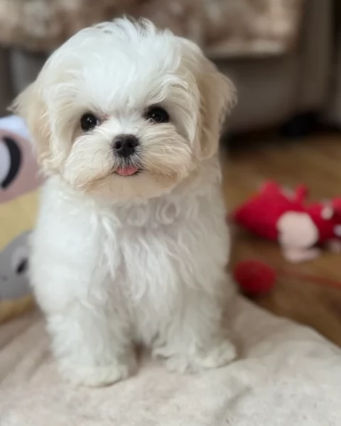 deliziosi cuccioli di Maltes maschio e femmina disponibiliper adozione | Foto 3