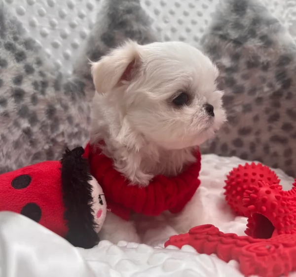 deliziosi cuccioli di Maltes maschio e femmina disponibiliper adozione | Foto 6