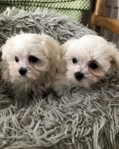 deliziosi cuccioli di Maltes maschio e femmina disponibiliper adozione | Foto 3
