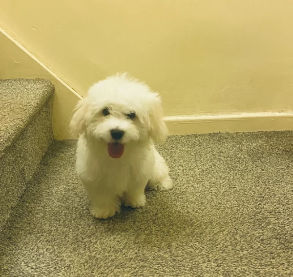 deliziosi cuccioli di Maltes maschio e femmina disponibiliper adozione | Foto 3