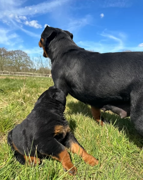 adorabili cuccioli di Rottweiler per adozione | Foto 3