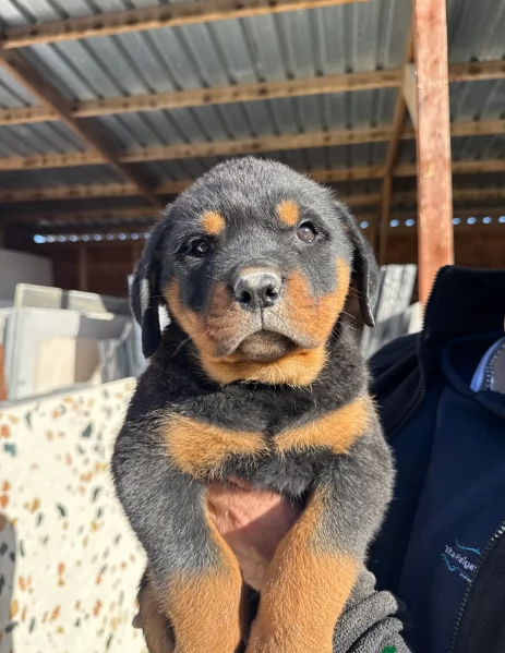 adorabili cuccioli di Rottweiler per adozione