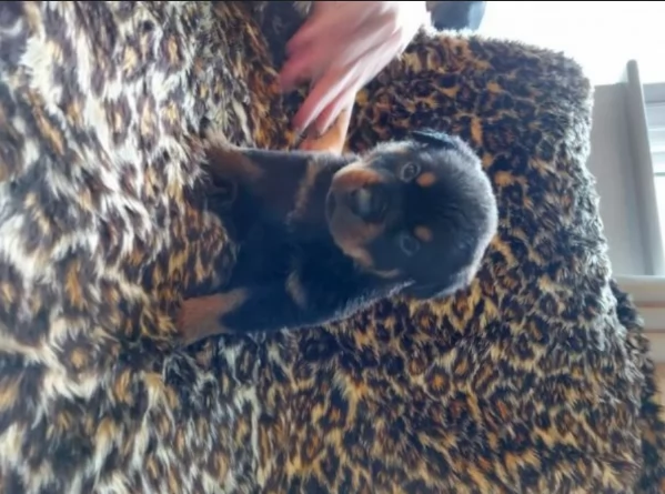 adorabili cuccioli di Rottweiler per adozione | Foto 3