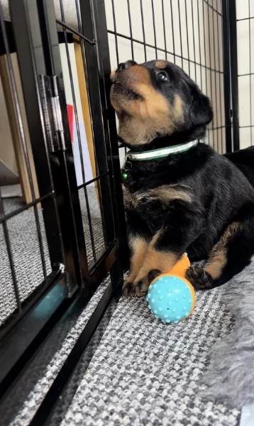 adorabili cuccioli di Rottweiler per adozione