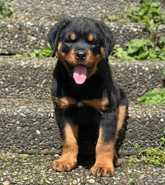 adorabili cuccioli di Rottweiler per adozione | Foto 2