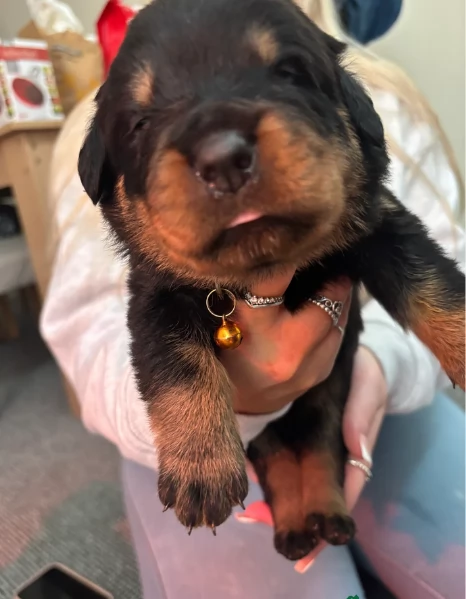 adorabili cuccioli di Rottweiler per adozione