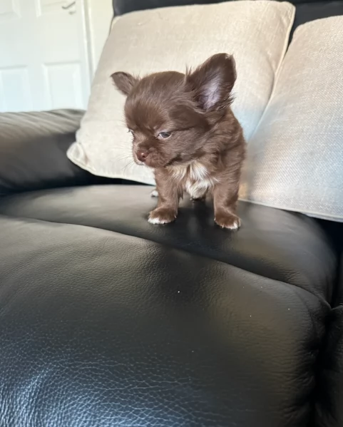 Chihuahua testato e che non perde pelo, disponibile per l'adozione. | Foto 1