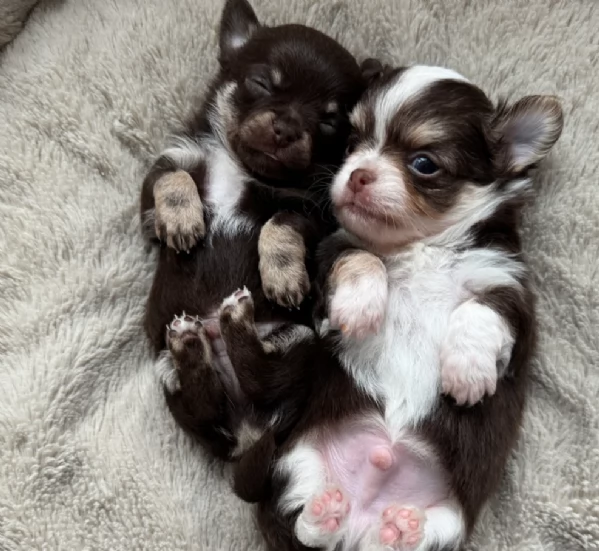 Chihuahua testato e che non perde pelo, disponibile per l'adozione. | Foto 0