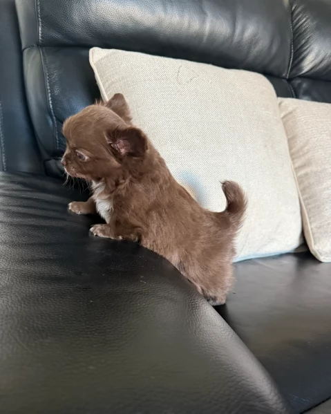 Chihuahua disponibile per ladozione  testato e che non perde pelo