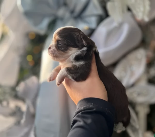 Chihuahua disponibile per ladozione  testato e che non perde pelo | Foto 2