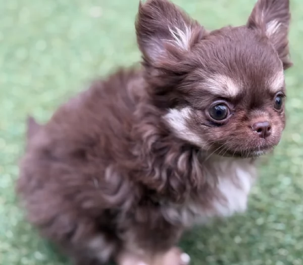 Chihuahua disponibile per ladozione  testato e che non perde pelo | Foto 5