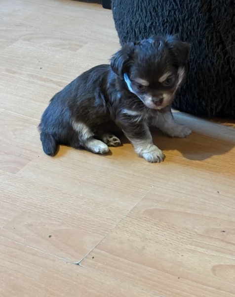 Chihuahua disponibile per ladozione  testato e che non perde pelo