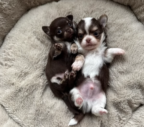 Chihuahua disponibile per ladozione  testato e che non perde pelo | Foto 3