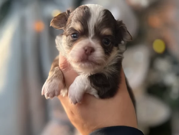 Chihuahua disponibile per ladozione  testato e che non perde pelo | Foto 2