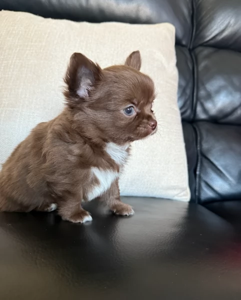 Chihuahua disponibile per ladozione  testato e che non perde pelo | Foto 0