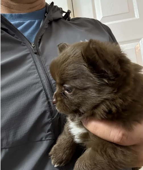 Chihuahua disponibile per ladozione  testato e che non perde pelo | Foto 0