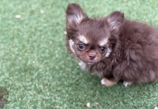 Chihuahua disponibile per ladozione  testato e che non perde pelo | Foto 6