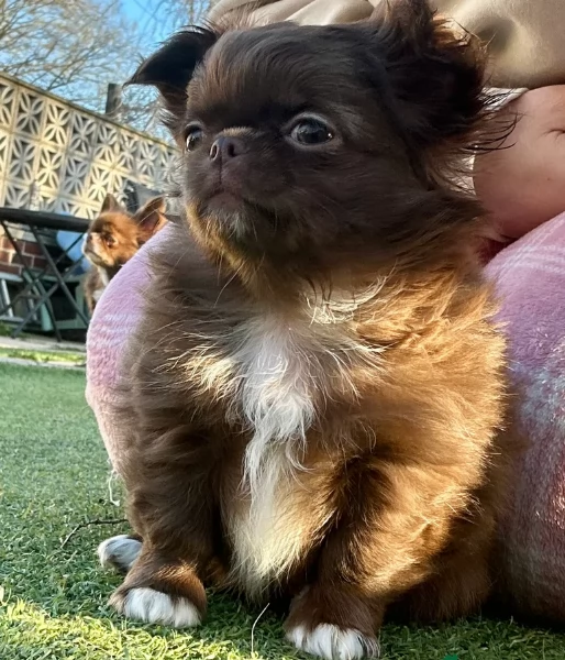 Chihuahua disponibile per ladozione  testato e che non perde pelo | Foto 4