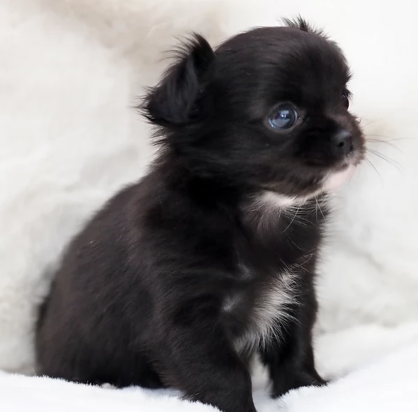 Chihuahua disponibile per ladozione  testato e che non perde pelo