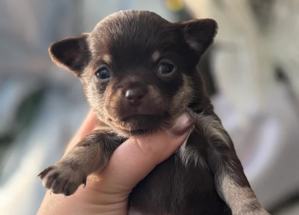 Chihuahua disponibile per ladozione  testato e che non perde pelo | Foto 5