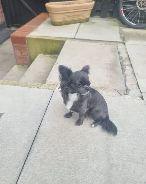 Chihuahua disponibile per ladozione  testato e che non perde pelo | Foto 3