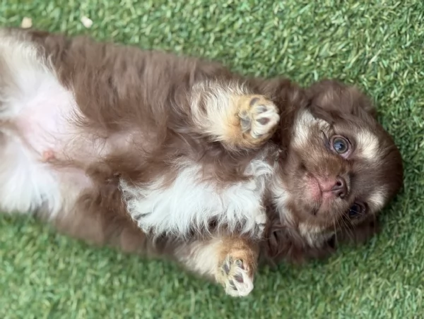 Chihuahua disponibile per ladozione  testato e che non perde pelo