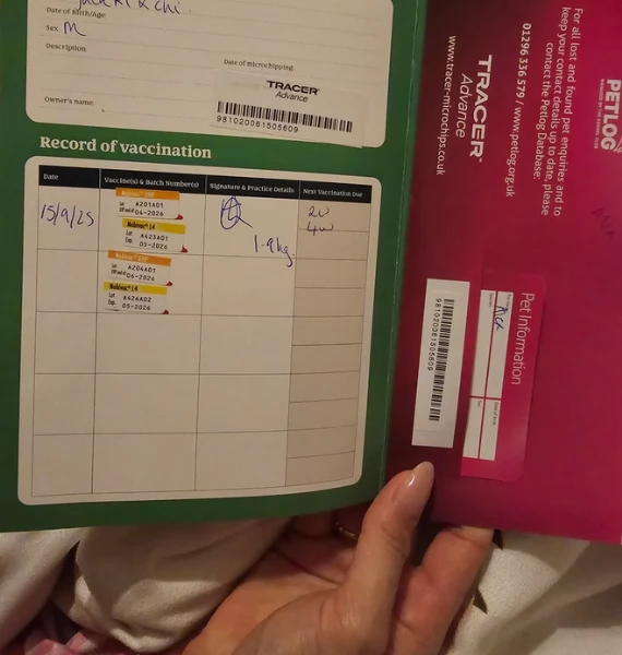 Chihuahua disponibile per ladozione  testato e che non perde pelo | Foto 2