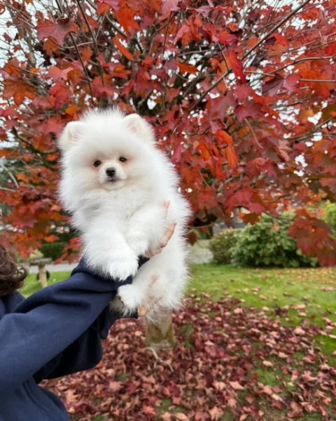 Pomerania di razza pura..disponibile per ladozione | Foto 5