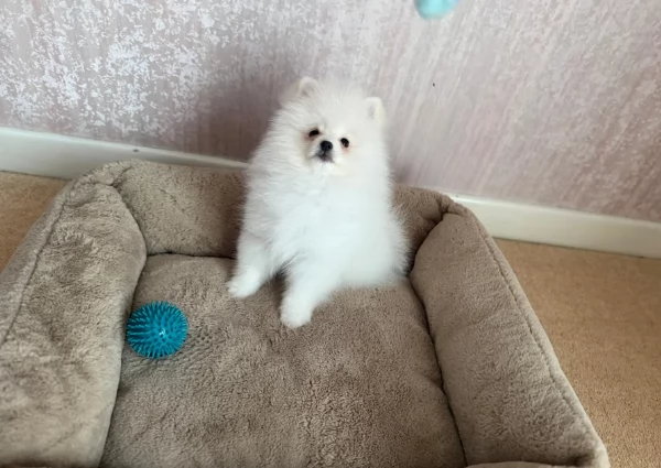 Pomerania di razza pura..disponibile per ladozione | Foto 3