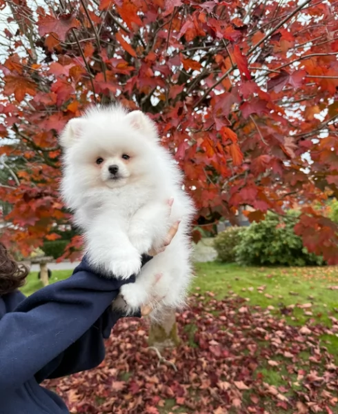 Pomerania di razza pura..disponibile per ladozione | Foto 2