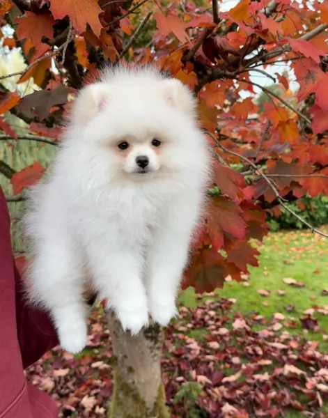 Pomerania di razza pura..disponibile per ladozione | Foto 1